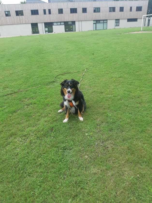 Educateur Canin Akoun Educateur Canin Akoun